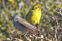 Crithagra flaviventris